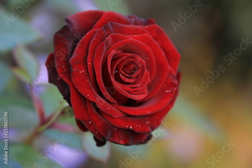 burgundy rose in the garden