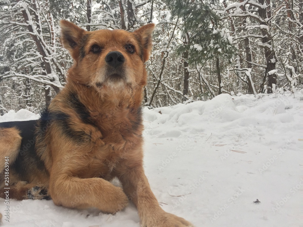 dog in winter in nature, Christmas mood dog in winter in nature, Christmas mood