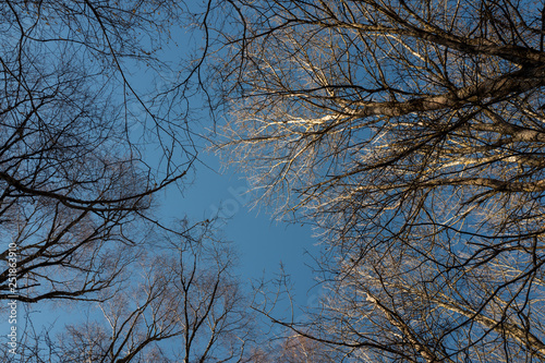la cime des arbres sur fond de ciel bleu