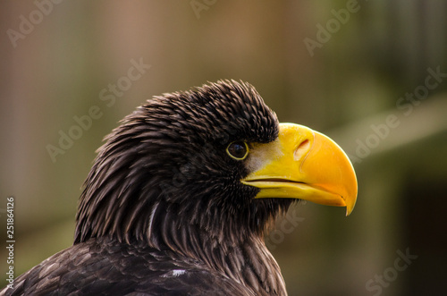 Steller's sea eagle - birds of prey
