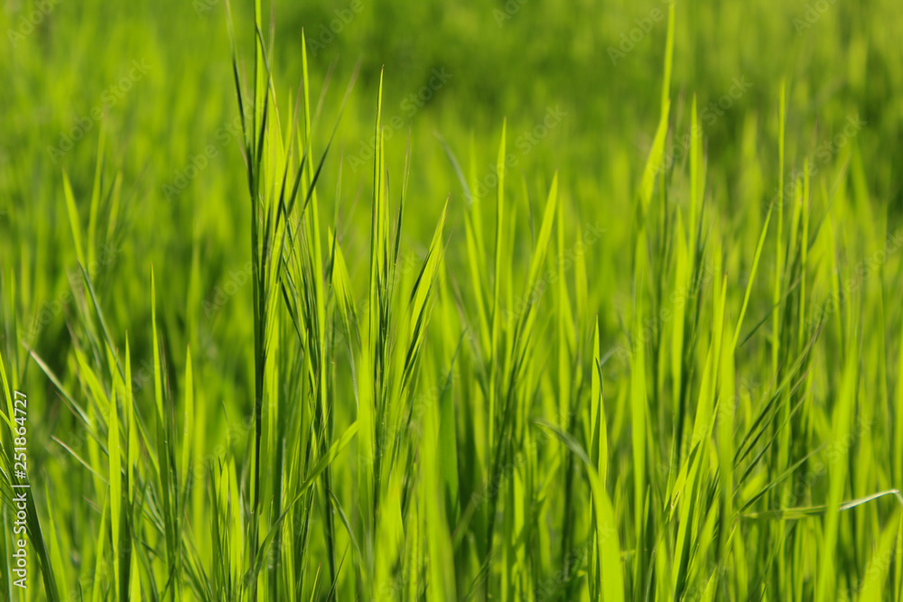 Texture of fresh growing spring grass, green background Texture of fresh growing spring grass, green background