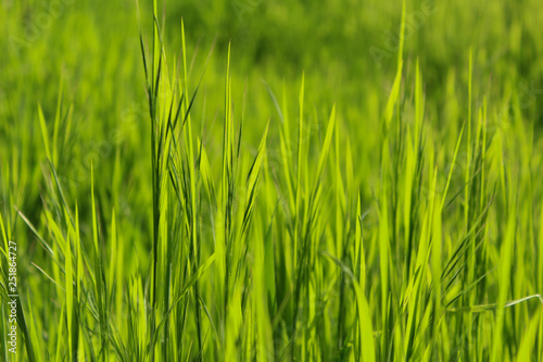 Texture of fresh growing spring grass  green background