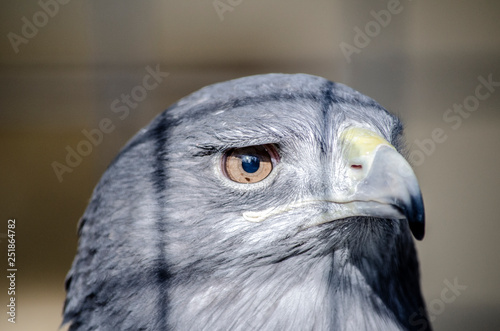 portrait of an verreaux's eagle