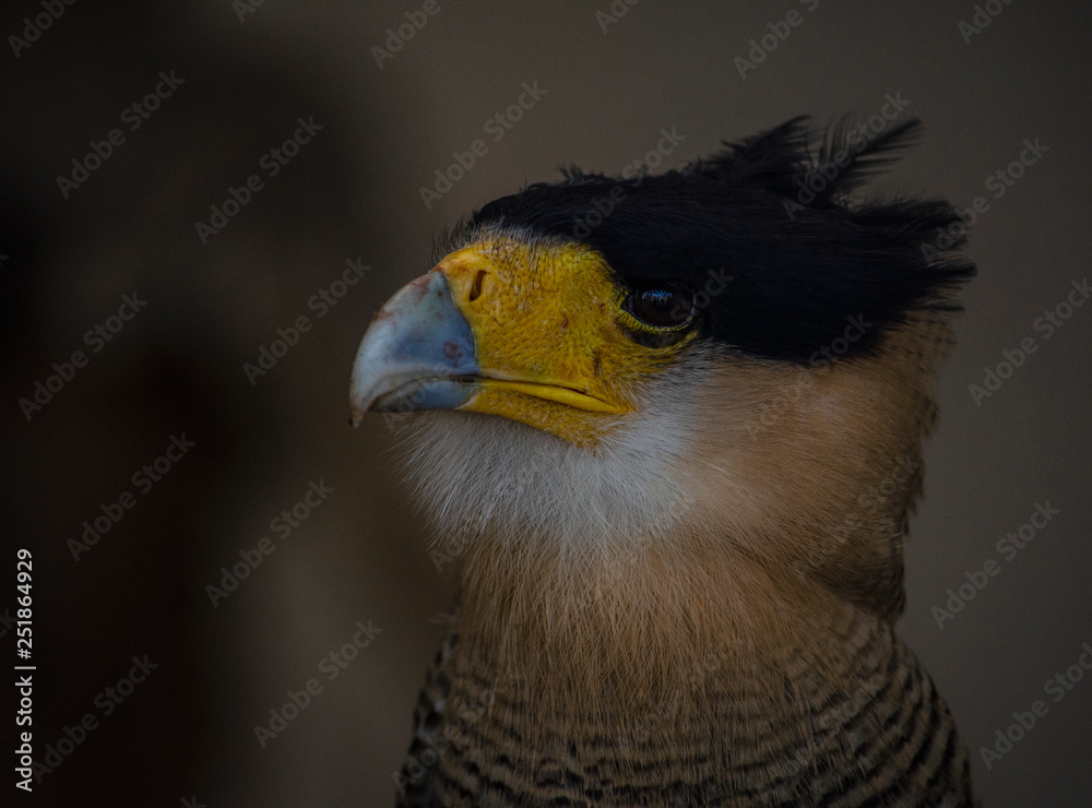 bird of prey bird of prey