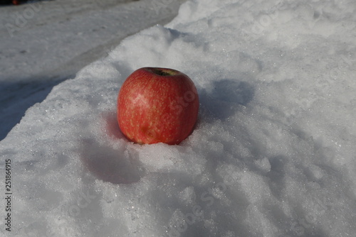 apple in to snow 