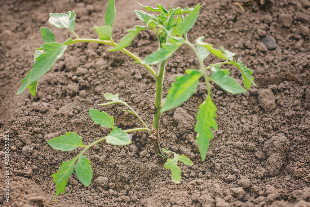 Flowering strawberry sprouts in spring and summer. Flowering strawberry sprouts in spring and summer.