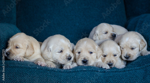 Portrait of an adorable litter of golden retriever puppies or babies in a blue background