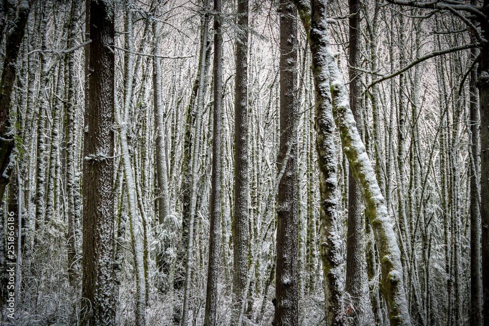 Color image of a snowy landscape of a winter forest right outside of Portland, Oregon.