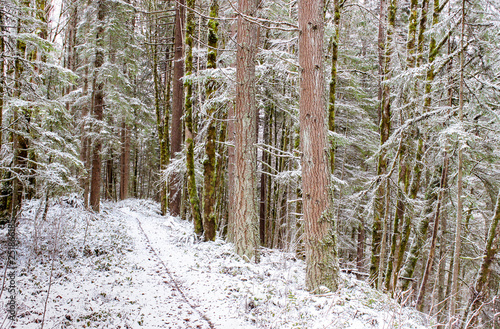 A snowy path in a forests during winter in Portland, Oregon.