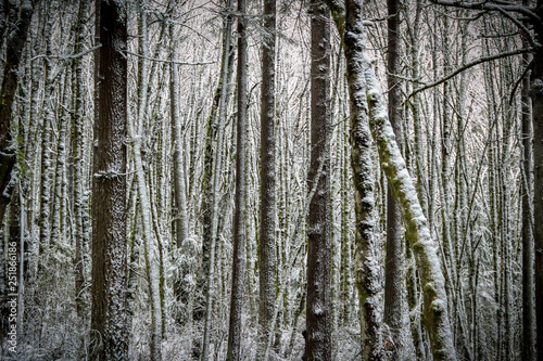 Color image of a snowy landscape of a winter forest right outside of Portland  Oregon.