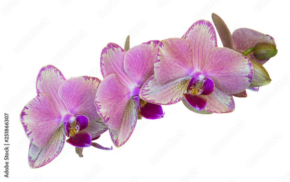 Pink mottled orchid with a purple center, three flowers, isolate on a white background