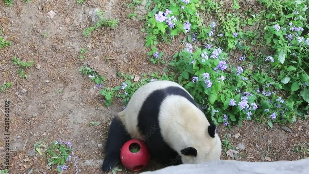 Panda or Bamboo Bear in Beijing Zoo in China Panda or Bamboo Bear in Beijing Zoo in China