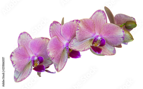 Pink mottled orchid with a purple center  three flowers  isolate on a white background