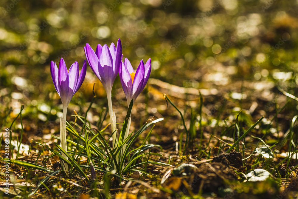 Several purple crocuses close-up on a blurred background. Several purple crocuses close-up on a blurred background.