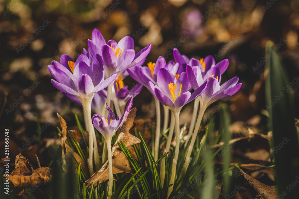 Several purple crocuses close-up on a blurred background. Several purple crocuses close-up on a blurred background.