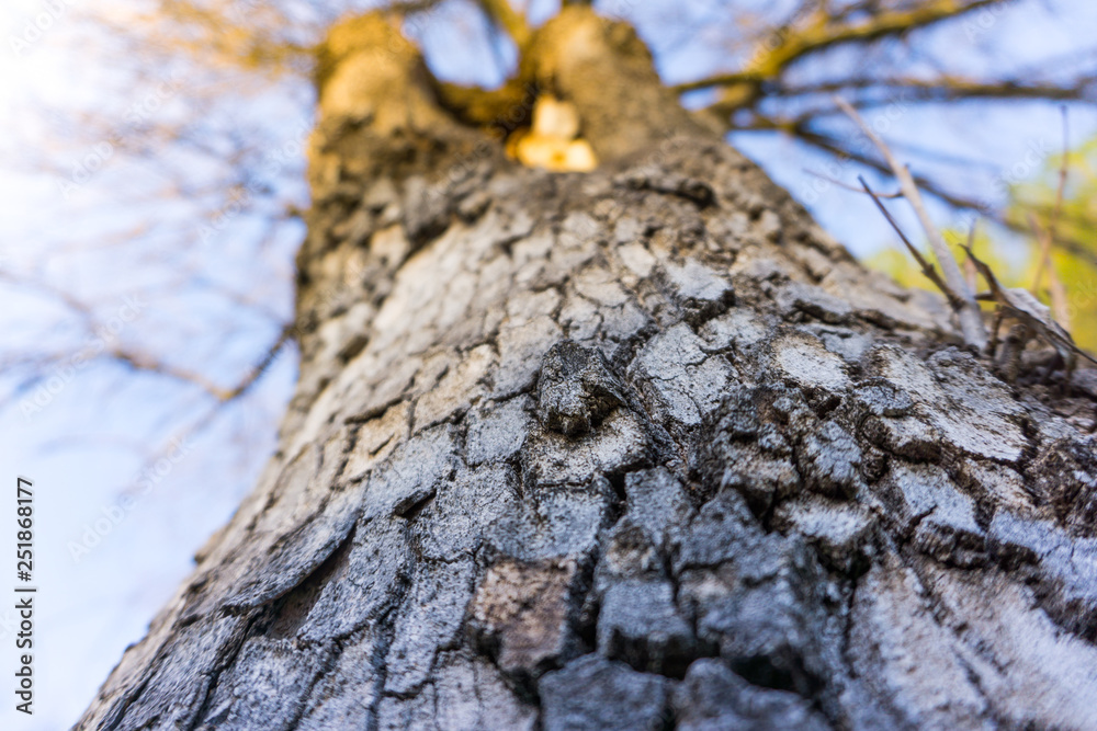 tronco de árbol con la corteza visto desde abajo tronco de árbol con la corteza visto desde abajo