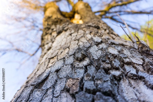 tronco de árbol con la corteza visto desde abajo