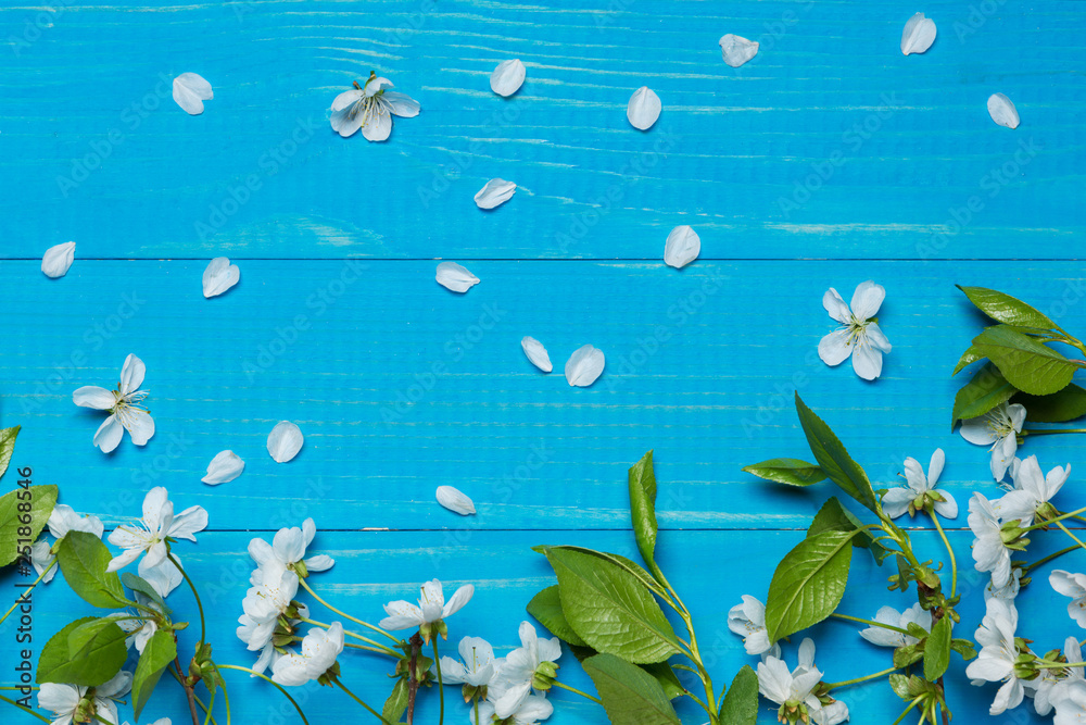 on blue boards cherry blossom branches, white flowers, spring concept on blue boards cherry blossom branches, white flowers, spring concept