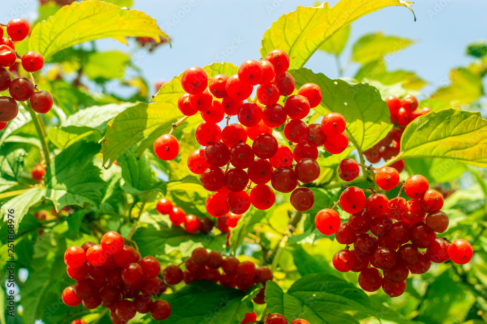 Ripe red berry viburnum on the branch with green leaves
