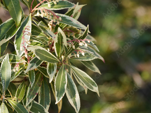 Pieris japonica 'Variegata'. Andromède du Japon panachée. Un arbuste ornemental aux feuilles de couleur vert foncé, marginées de blanc crème et aux fleurs en grappes rosâtres en fin d'hiver photo