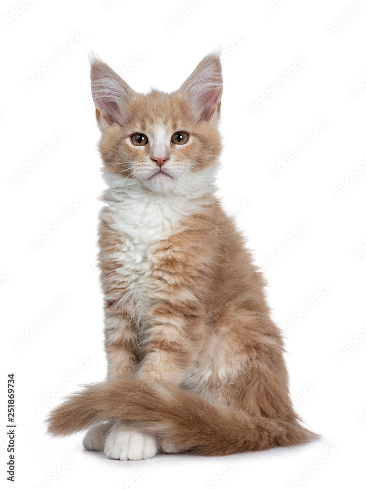 Bold cute creme with white Maine Coon cat kitten sitting hlf side ways facing front. Looking at camera with brown curious eyes. Isolated on white backround. Tail curled around front paws.