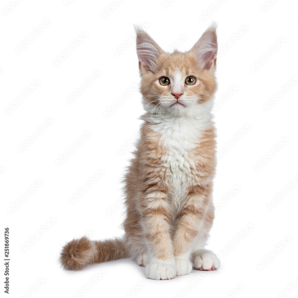 Bold cute creme with white Maine Coon cat kitten sitting straight up facing front. Looking beside camera with brown curious eyes. Isolated on white backround. Tail curled around body.