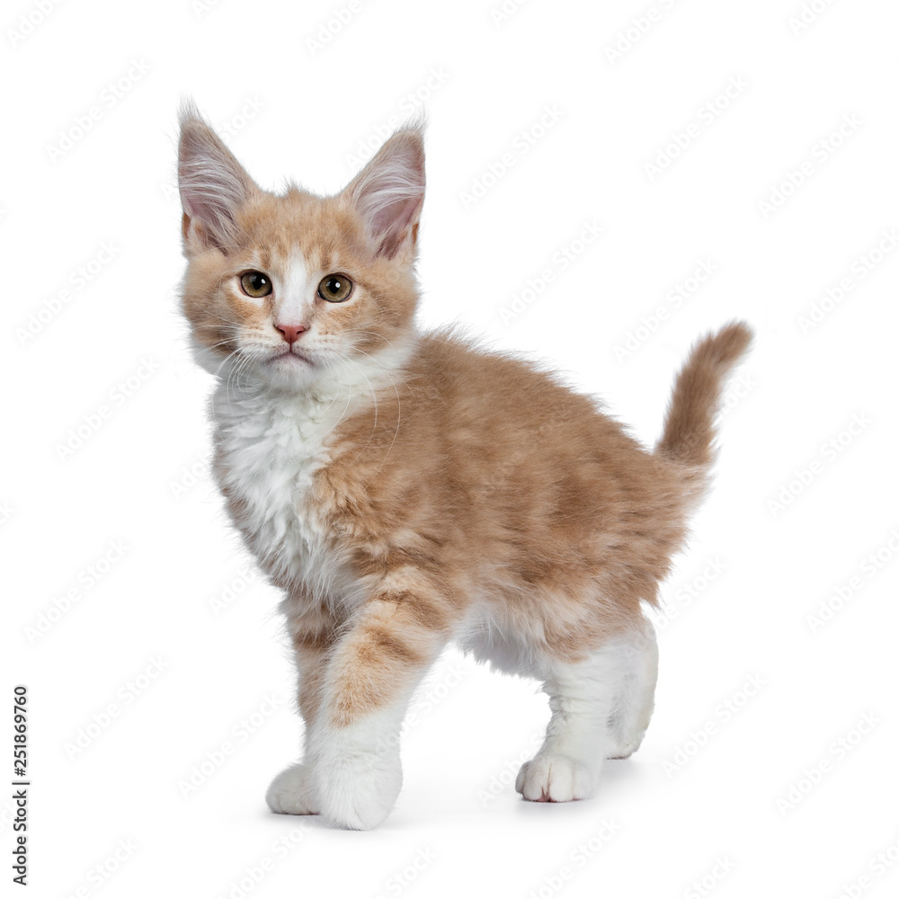 Fototapeta premium Bold cute creme with white Maine Coon cat kitten standing / walking side ways. Looking straight at camera with brown curious eyes. Isolated on white backround. Tail fierce in air. 