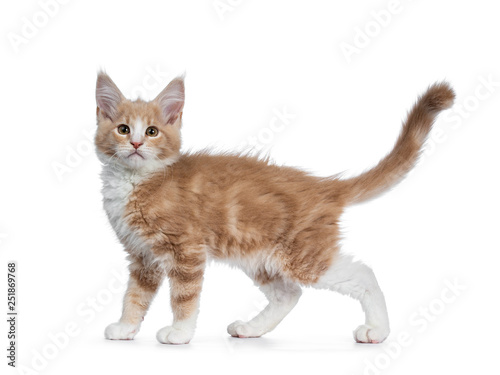 Bold cute creme with white Maine Coon cat kitten standing / walking side ways. Looking straight at camera with brown curious eyes. Isolated on white backround. Tail fierce in air. 