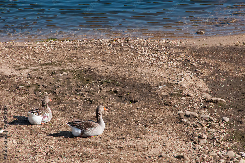 Ducks in their natural environment