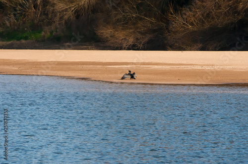 Bird on the bank of a river