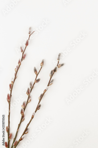 branch of pussy willow top view with copy space for your text. flat lay. 