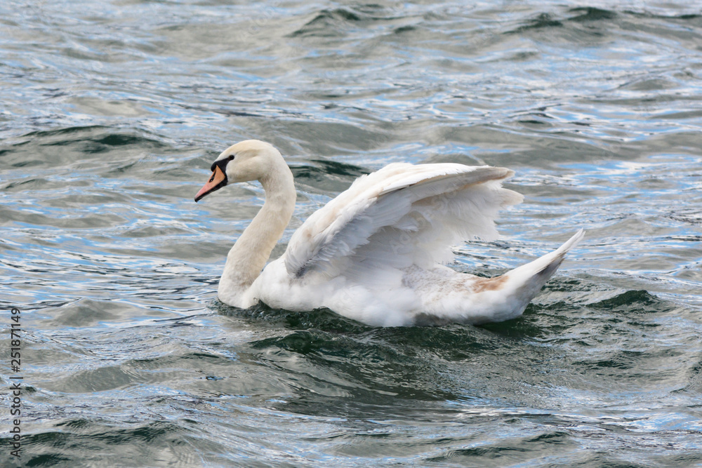 Naklejka premium The mute swan is drying its feathers