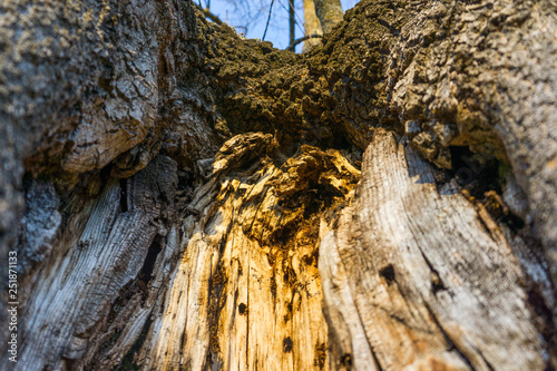 tronco de árbol centenario envejecido