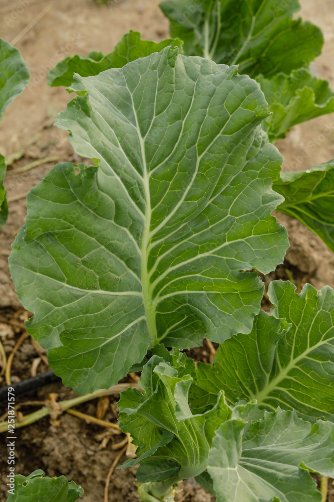 Collards Collards