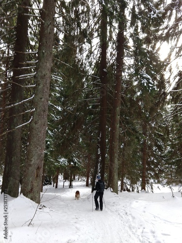 Man hiking within the trees on the hill in winter. Slovakia