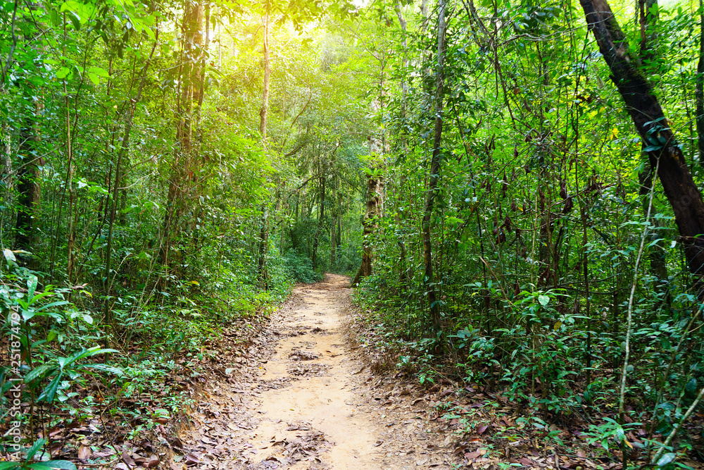 Forest trail in Phu Quoc island, Ginh Dau, Vietnam Forest trail in Phu Quoc island, Ginh Dau, Vietnam