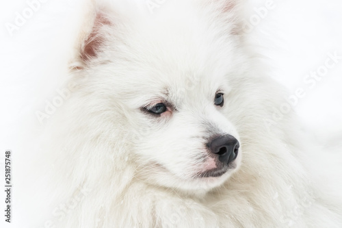 white cute dog close up
