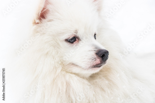 white cute dog close up