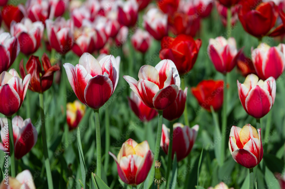 red and white tulips on sunny summer day, selective focus