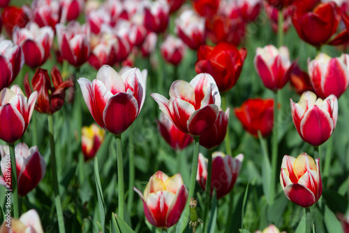 red and white tulips on sunny summer day  selective focus