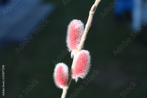 Rotes Weidenkätzchen