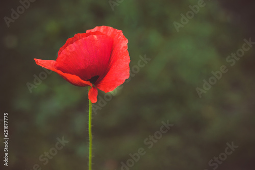 close up of beautiful red poppy flower