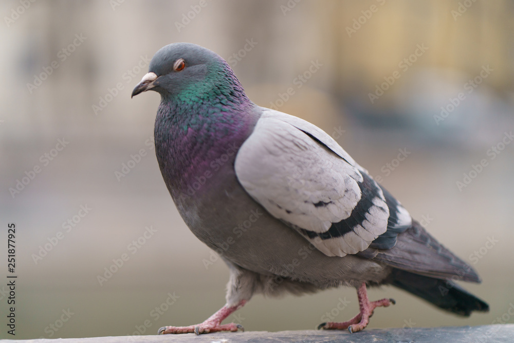 Brave pigeons walking in the Moscow city embankment Brave pigeons walking in the Moscow city embankment