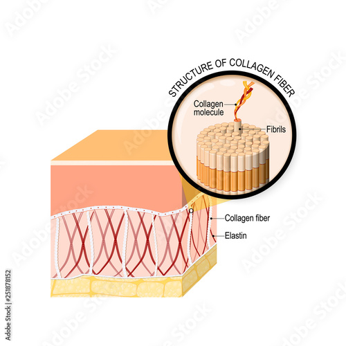 collagen fibers in a skin. Close-up of collagen molecule
