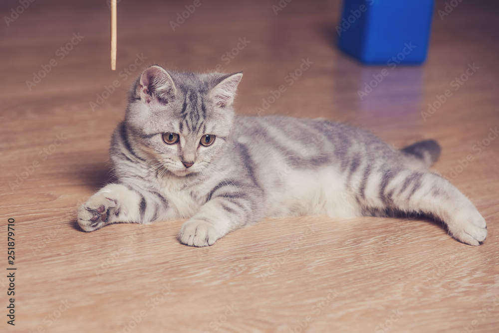 Obraz premium Small kitten teased with wooden stick at home.