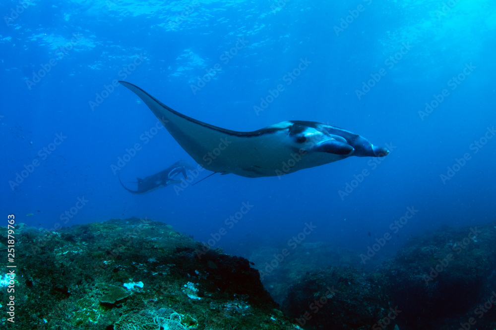 Fototapeta premium Incredible underwater world of Bali - Manta biristis. Diving and underwater photography in the Indian Ocean.