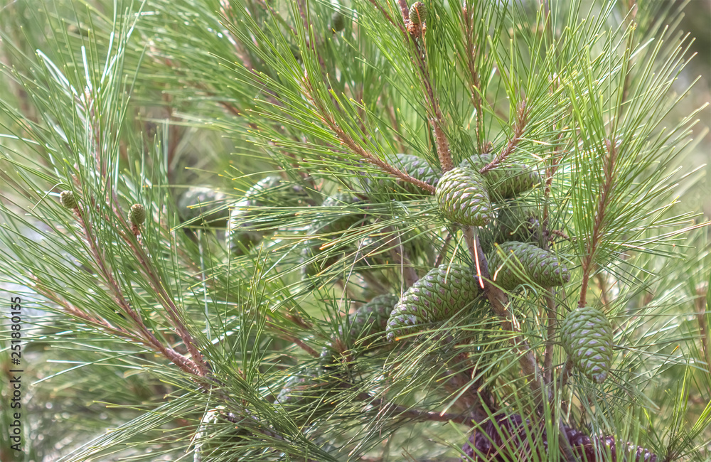 Close up picture of Pinus pumila with green cones. Close up picture of Pinus pumila with green cones.