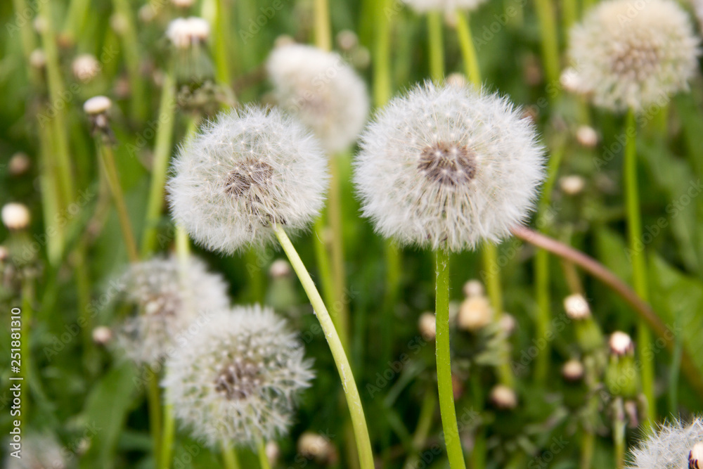Spring grass, dandelions. Spring flowers. Dandelions close-up Spring grass, dandelions. Spring flowers. Dandelions close-up