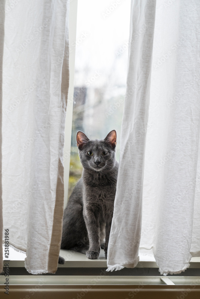 Funny gray Russian Blue cat looking in front of window behind white curtains