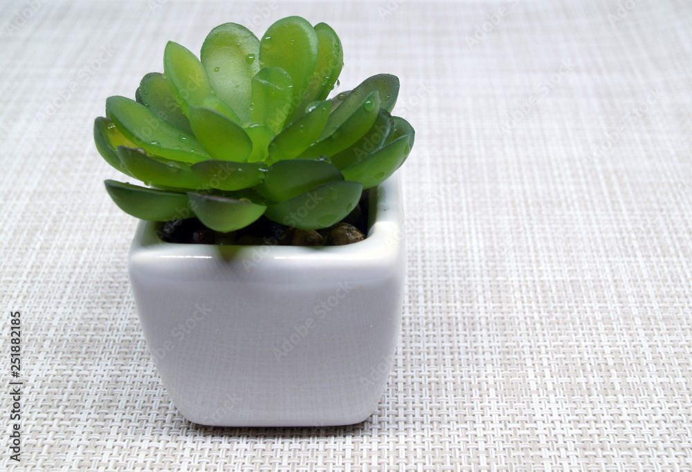 Succulent in pot on desktop.